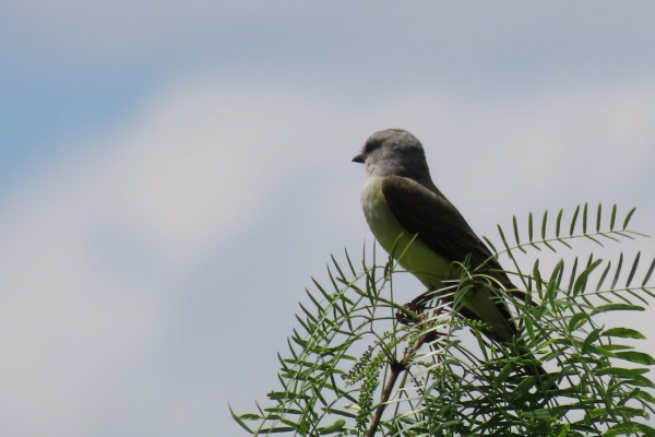 Western Kingbird