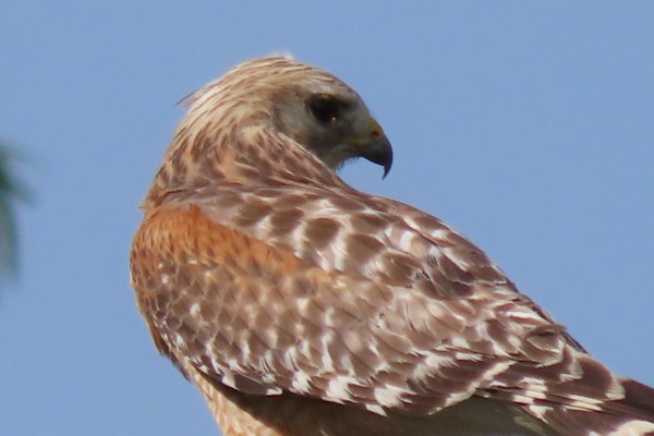 Red-shouldered Hawk