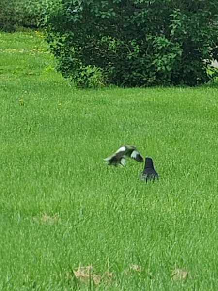 VideoCapture_20240517-094105.jpg