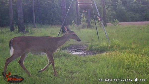 Notice this youngster is starting to grow his 1st antlers.