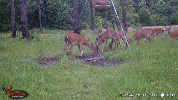 Looks like the mammas and last year's babies all are out for a mid-day stroll.