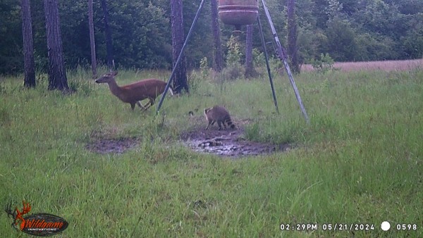 Ol' Rocky racoon is protecting his supper, a few kernels of corn on the ground.