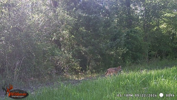 Still plenty of these nasty critters around.