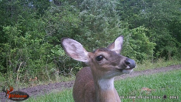 Looks like she is posing!