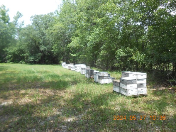 Bee hives placed near the little creek called Bee Branch. <br />There are 14 pallets of 4 hives plus supers.