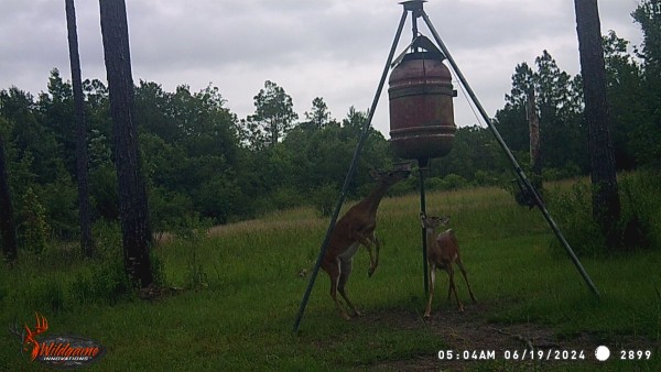 Little yearling buck says, "Momma, knock me down a few kernels, I can't reach 'em."