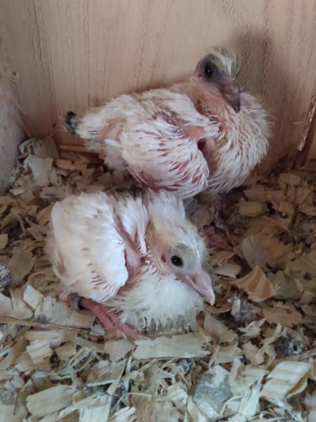 babies.jpg