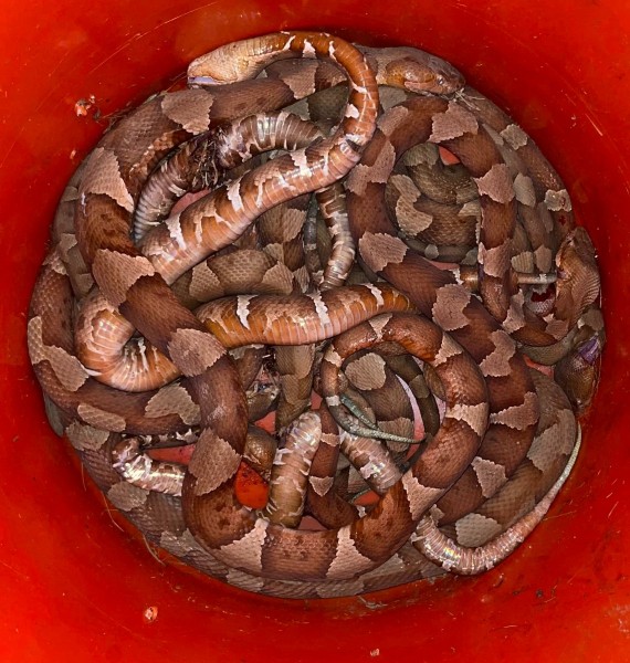 A dozen copperheads in a bucket.