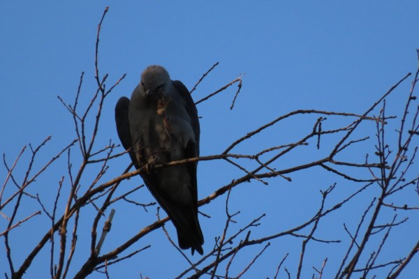 IMG_9973.JPG