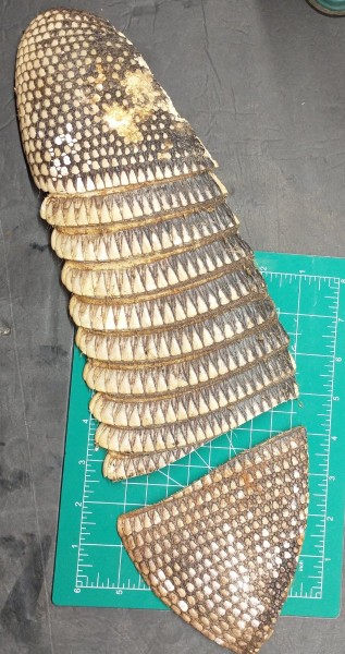 prepping Armadillo shell (3).jpg