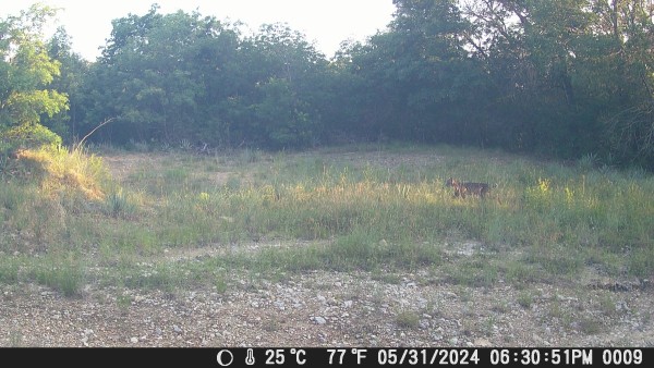 Bobcat