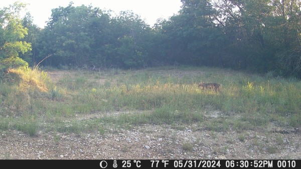 Bobcat