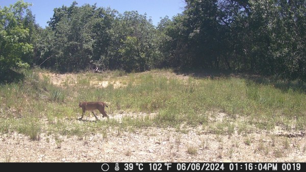 Bobcat
