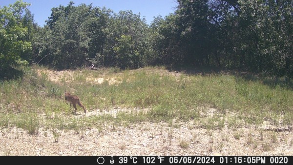 Bobcat