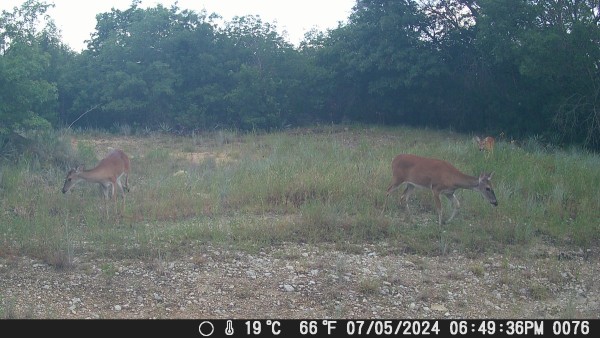 Doe