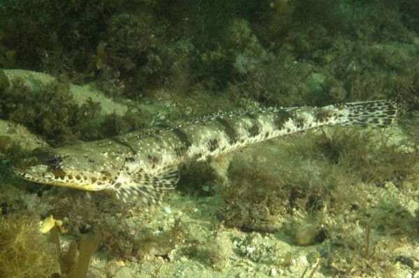 Platycephalus_laevigatusJKF.jpg