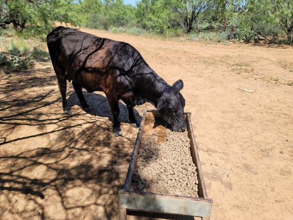 Feeding the cows