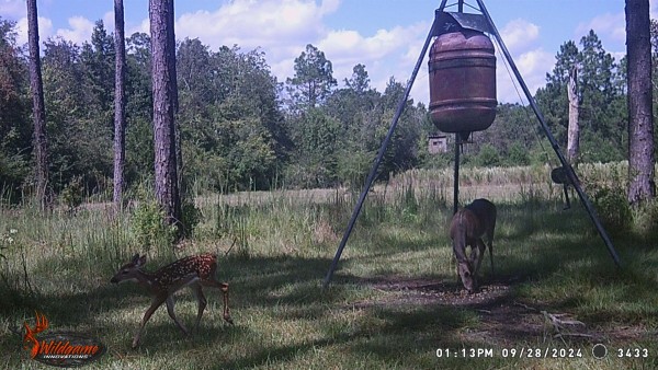Doe with new fawn.