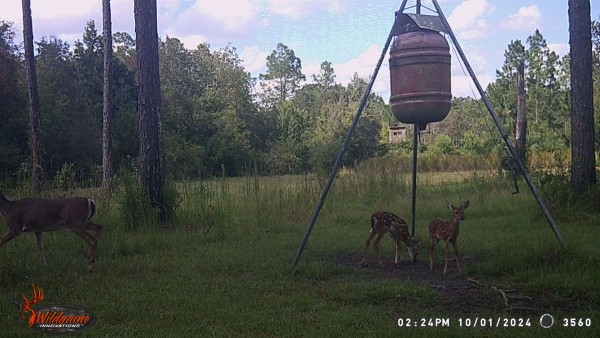 Mamma's leaving, you little fawns need to pay attention.