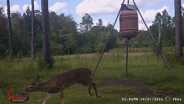 Button buck.