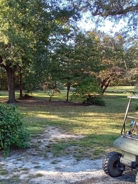 Was able to walk on the porch and get a clearer shot of the critters.