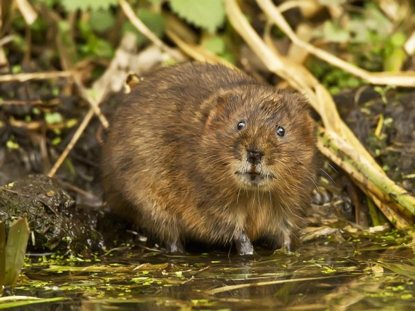 Muskrat-Animal-Wallpaper-Mammal.jpg