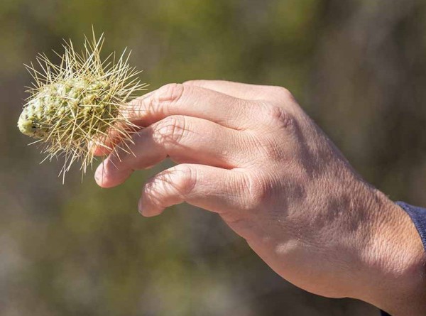 Jumping-Cholla-on-a-Hand.jpg