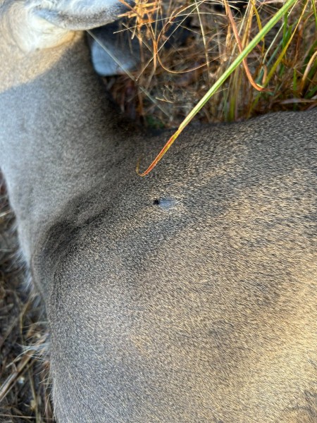 10-28-24 doe - shoulder shot from 32 WS handload.jpg