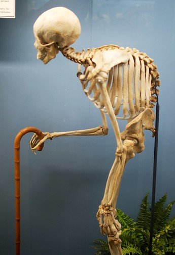 TopDog.jpg