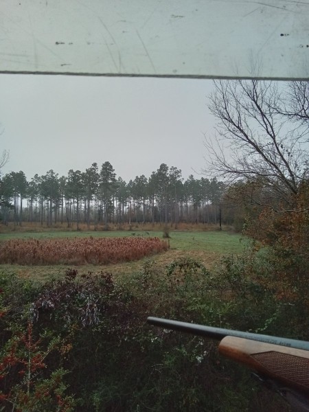 1000000742.jpg (210.03 KiB) Viewed 2985 times Does and fawns this morning.