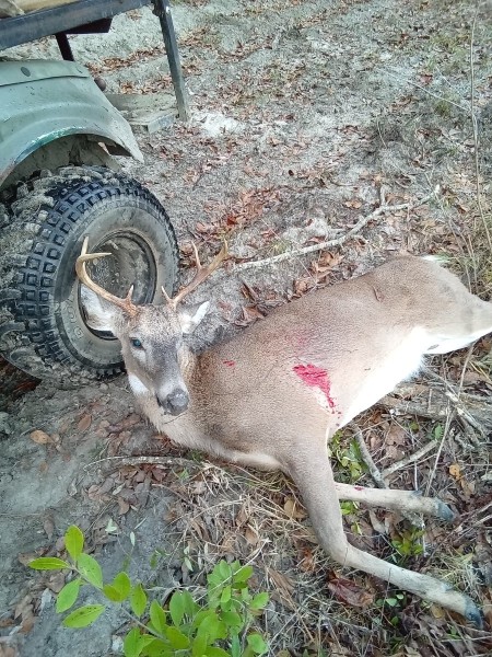 1000000745.jpg (435.96 KiB) Viewed 2985 times Ol' Bambi resting his head against the woods cart.