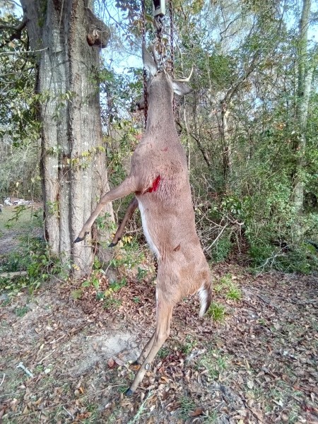 1000000746.jpg (470.81 KiB) Viewed 2985 times Hanging ready for skining.
