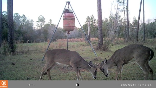 Young bucks practicing up for the rut, maybe?