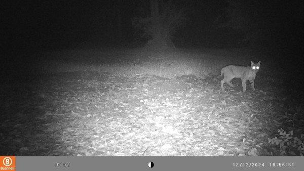 Bobcat crossing the small food plot.