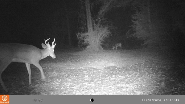 Screwy looking set of antlers on this one.