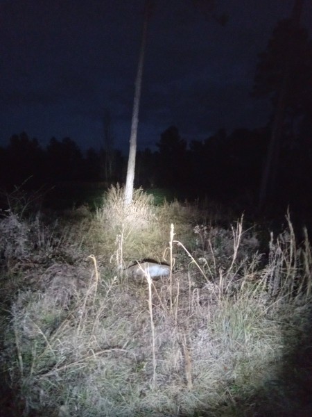 What you like to see, a white belly shining in the weeds!