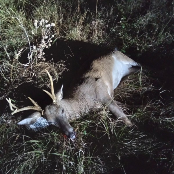 Unusual rack