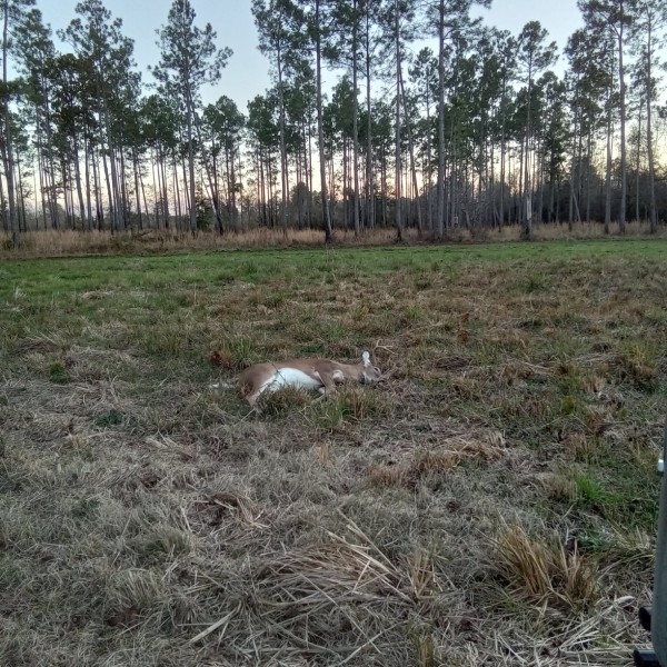 Love to see a white belly in the woods!