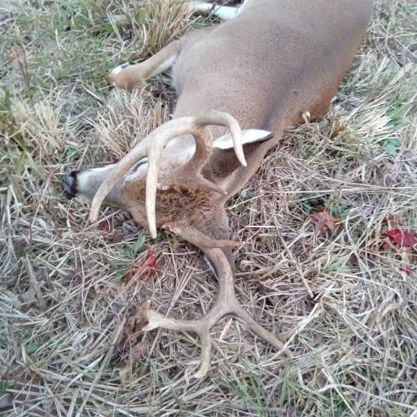 Another buck taken from the east side of Bee Branch at the head of Flat Creek.