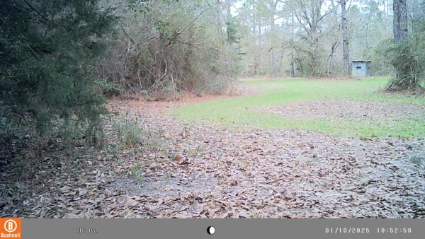 The bare spot is a scrape, visited by bucks and does during the rut.