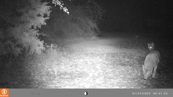 3 coyotes walking through the plot.
