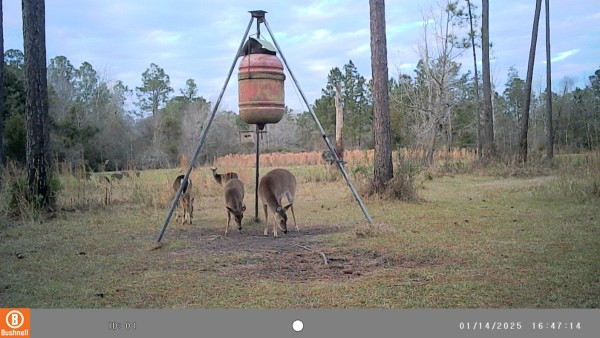 A typical sight in the afternoon from the game camera's view. Some at the feeder and some out in the green field.