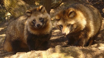 Tanuki01_960.jpg