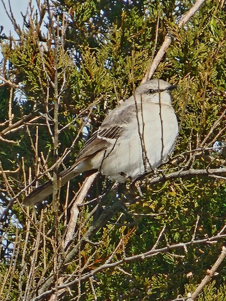Mockingbird