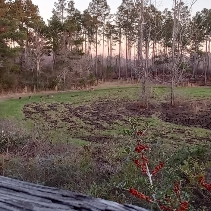 He is a big bodied deer but didn't show interest in any of this bunch. The small spike and the buck with the busted up rack did a short chase or two around the pines. The rut is about in our part of creation.