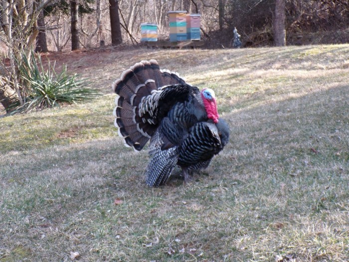 100_1212 re.jpg