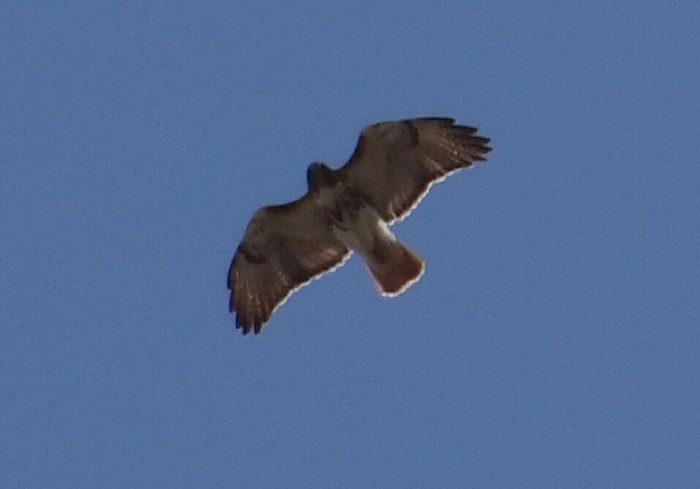Red Tail.jpg