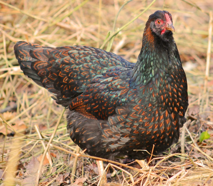 Barnevelder hen