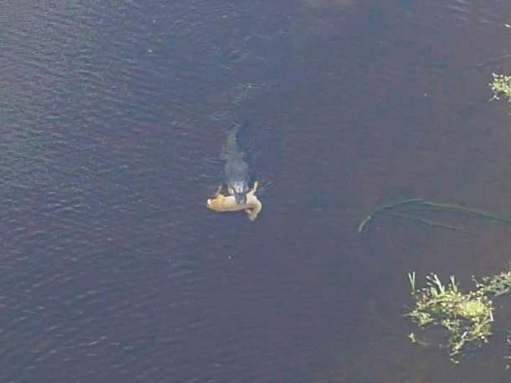 gator 2.jpg
