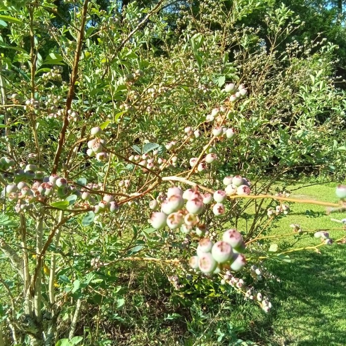 Lots of Blueberries on their way maturity. Also lots of wild one in the woods, they mature later than the cultivated bushes.
